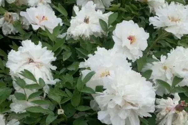 牡丹在什么时间开花，5月份便可开花