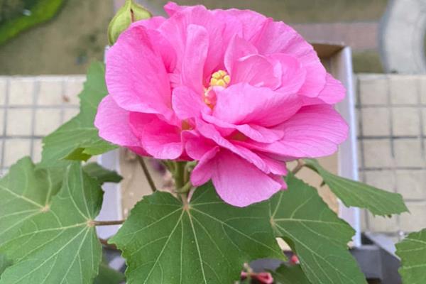 芙蓉花夏天叶黄掉落如何处理，可遮蔽强光、降温、补水等