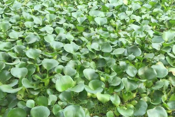 水葫芦黄叶烂叶怎么处理，可换土重栽或施加薄肥等