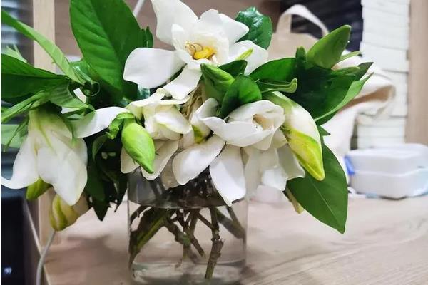 栀子花插水里多久生根，10-15天就能生根