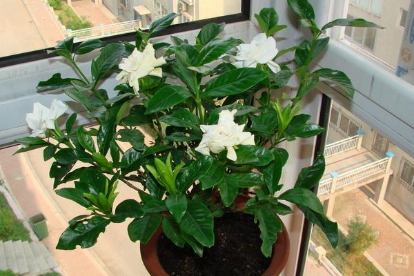 栀子花插水里多久生根，10-15天就能生根