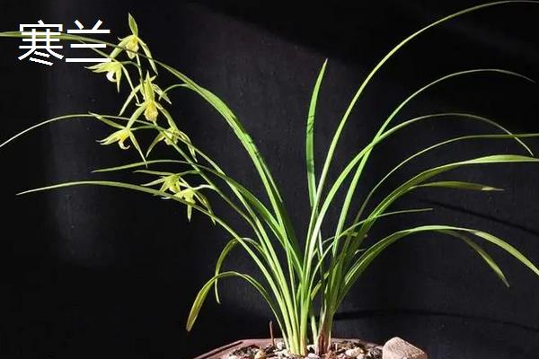 建兰锦旗的特点，花期一般在夏季且清香美丽