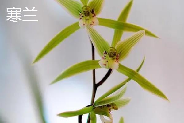 建兰锦旗的特点，花期一般在夏季且清香美丽