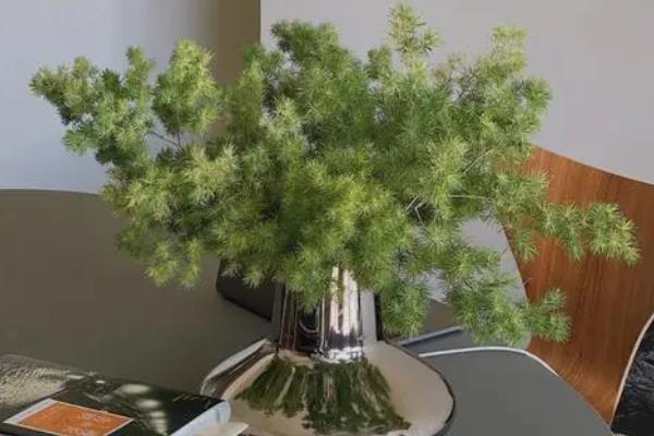 蓬莱松新芽长得太高怎么办，需要及时进行适当的修剪