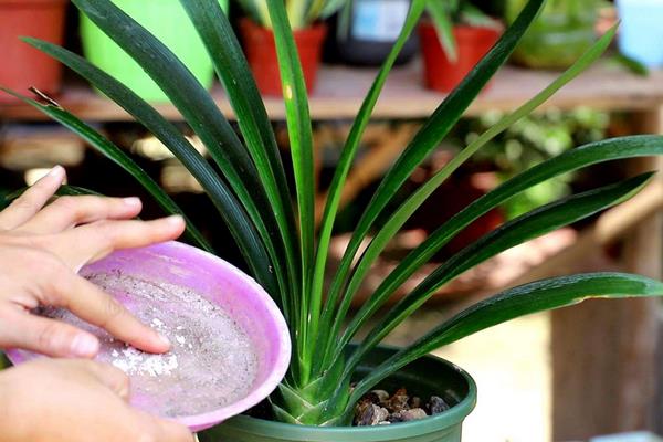 怎么种植君子兰籽，播种前先浸种