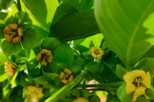 柿子树的开花时间，通常为6月份