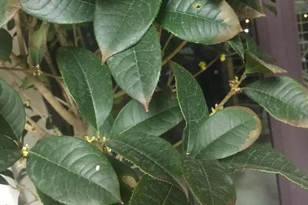 四季桂不开花了的原因，浇水过多、环境不适等均会导致