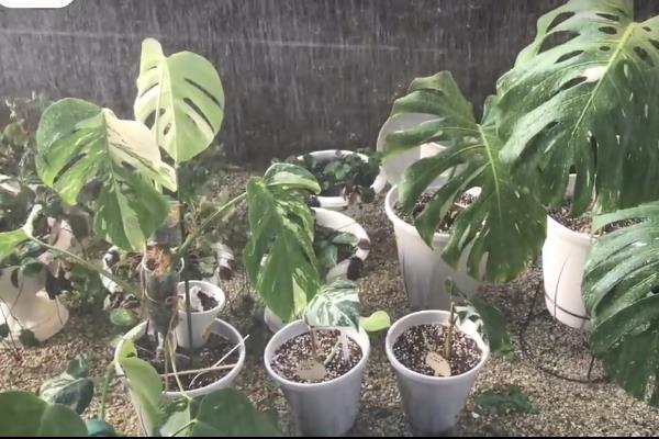 龟背竹什么时候分株，一般在3-4月份分株
