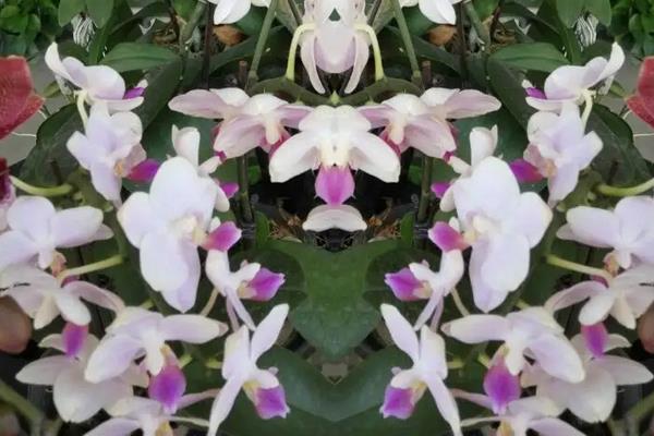 花仙子花的养殖方法，需要每隔一周浇水1-2次