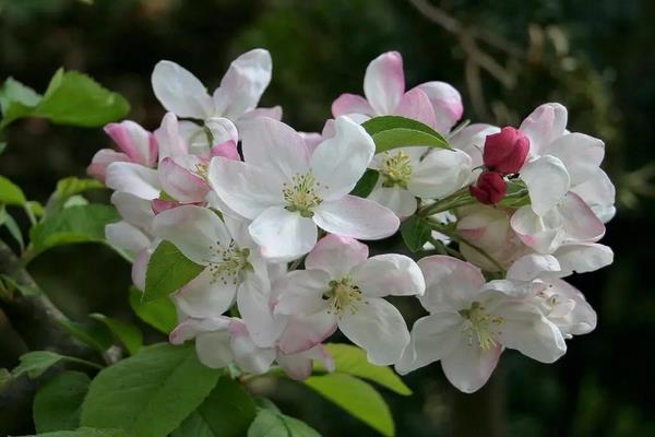 海棠花开花的特点，花色丰富多样化
