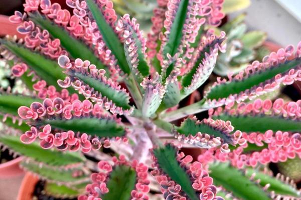 可以一年不浇水的植物有哪些，常见的有沙漠玫瑰、不死鸟等