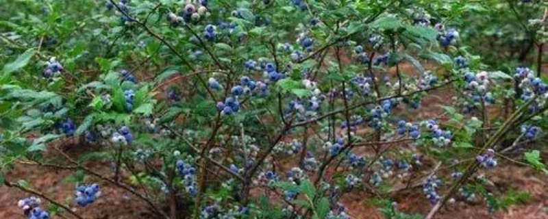 蓝莓的种植方法和技术