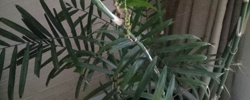 散尾葵的养殖方法和注意事项