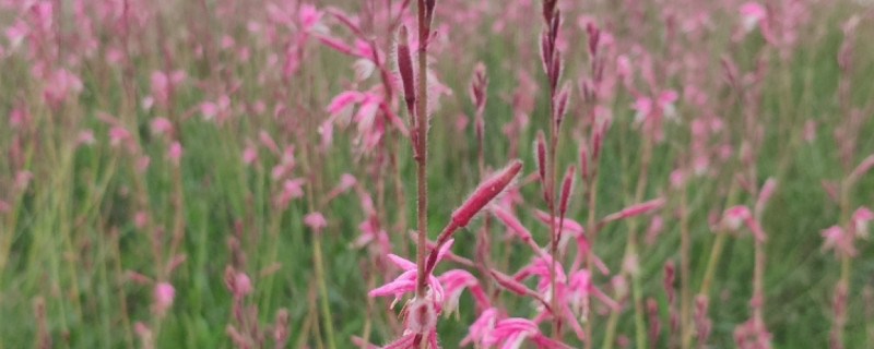 粉黛乱子草花语和寓意？粉黛乱子草的种植方法和时间