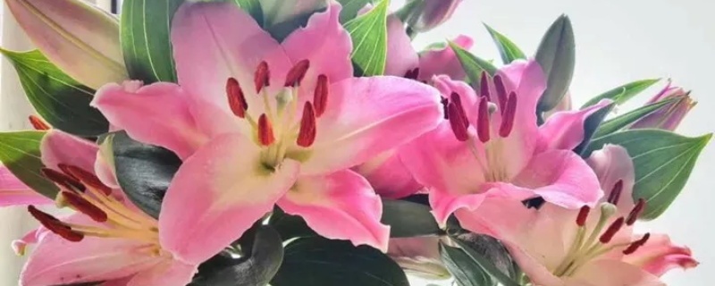 百合开花后怎么留种球，花败后怎么养护？百合盆栽叶子发黄怎么办，为什么黄叶