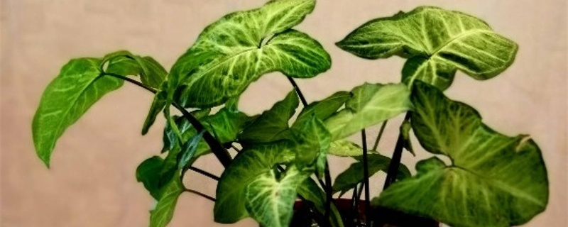 合果芋的养殖方法和注意事项