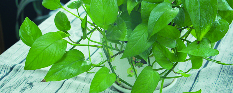 水养植物水里有虫怎么办，怎么养不生虫？水养植物叶子发黄怎么回事，黄叶怎么办