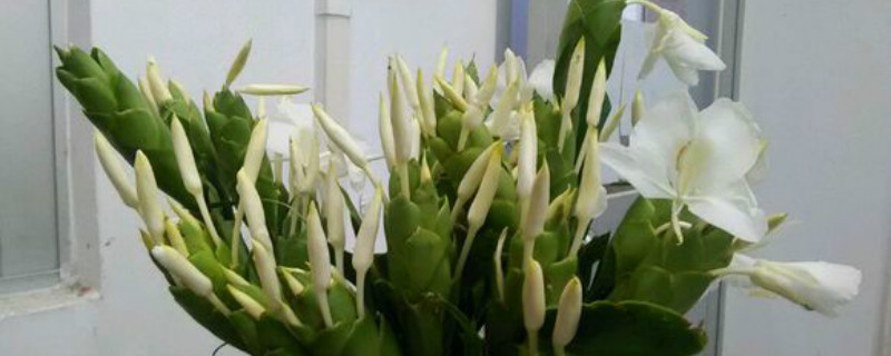 姜花的种植方法和注意事项？姜花叶子发黄了怎么办，黄叶的原因
