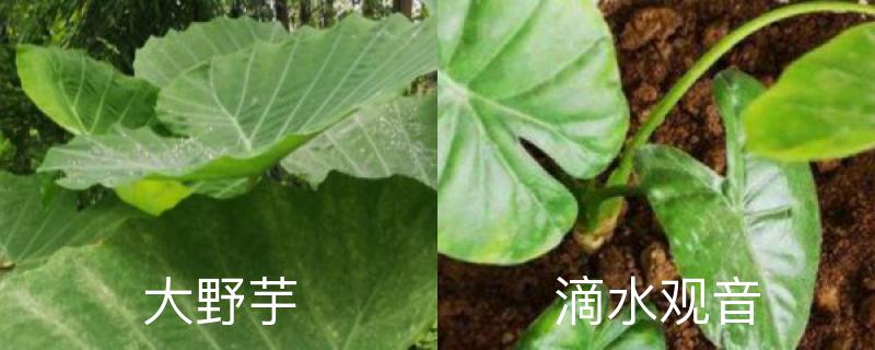 大野芋和滴水观音区别，能吃吗