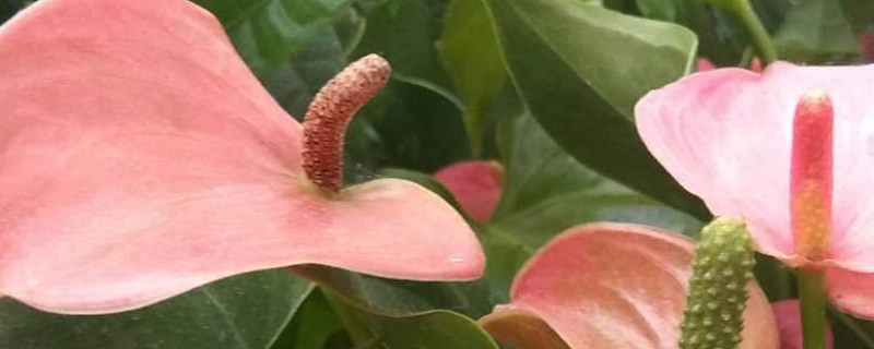 红掌只长叶不开花咋办，怎样识别花芽