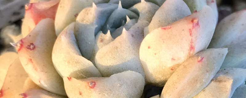 海琳娜多肉怎么养，好出状态吗？多肉叶子扦插方法