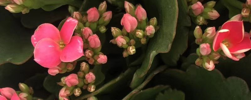 长寿花的养殖方法