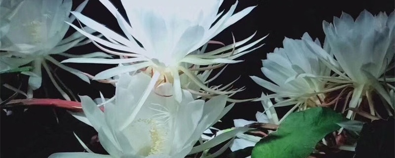 昙花换盆的正确方法
