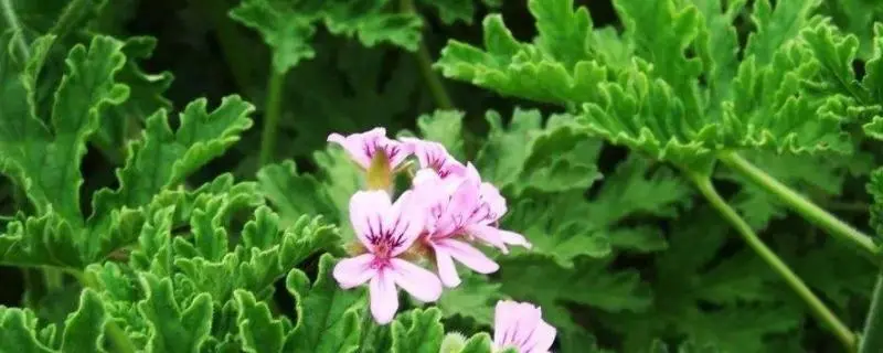 驱蚊草的养殖技术及养护要点