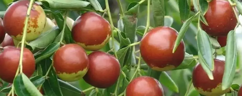 冬枣怎么种植？冬枣苗木嫁接技术详解
