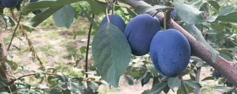 西梅怎么种？西梅种植技术