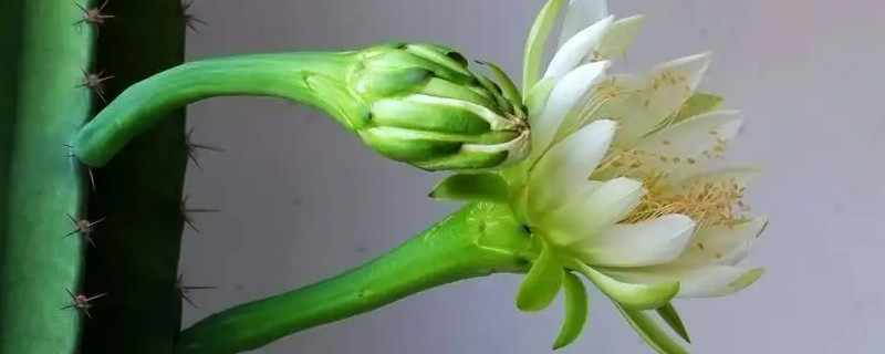 量天尺养殖方法和注意事项