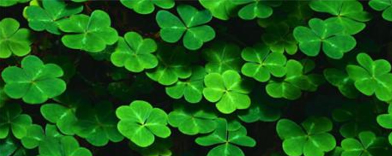 幸运草花语及养护四要点