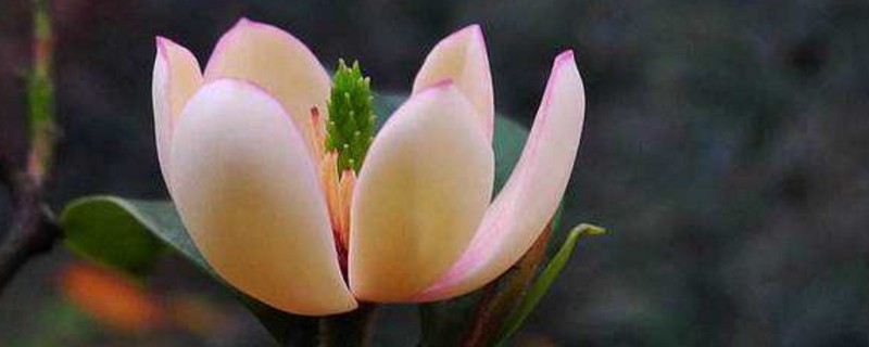 含笑花的养殖方法和注意事项