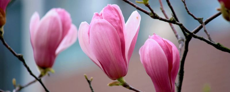 玉兰花栽培及管理技巧