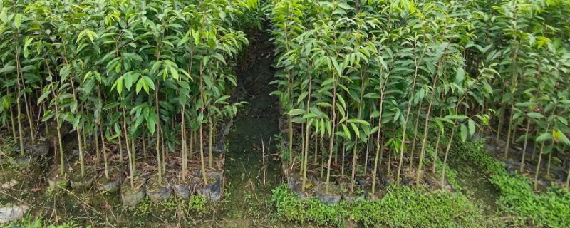 沉香树生长环境及人工种植注意事项