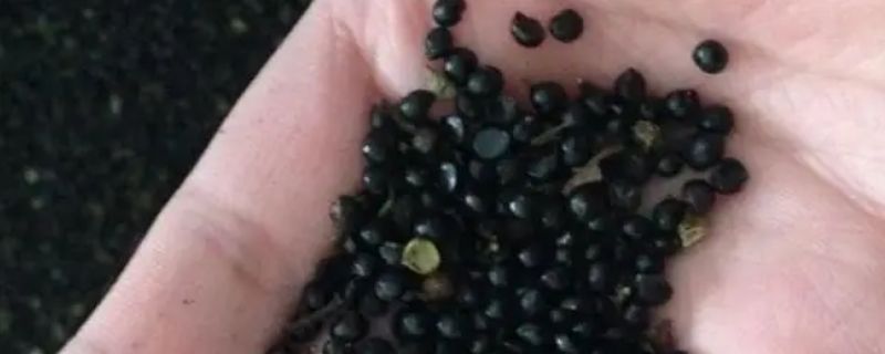 花椒怎么种？花椒全套栽培技术详解！