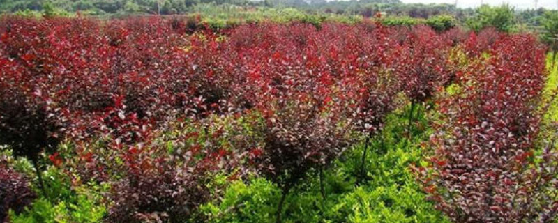 红叶李的种植管理技术