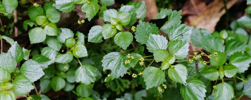 胡椒种植技术和管理方法