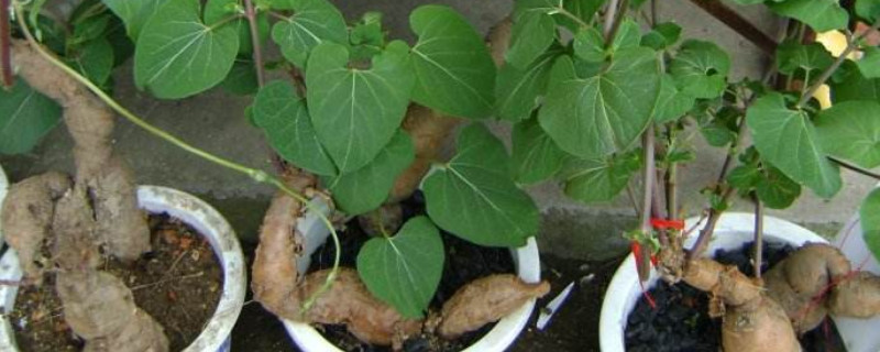 何首乌种植方法和技术