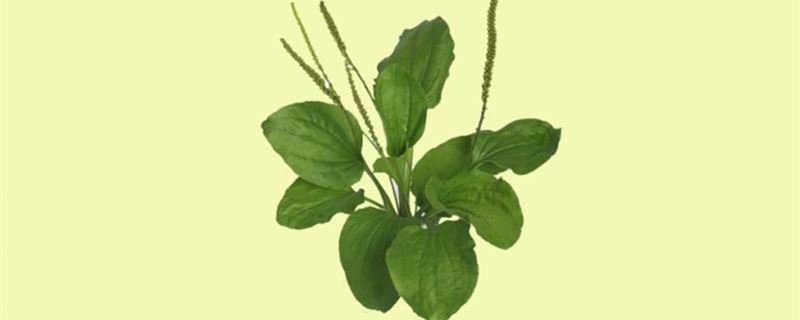 车前草种植技术和管理方法
