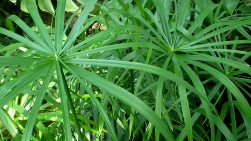 旱伞草怎么养殖？旱伞草的养殖方法及注意事项