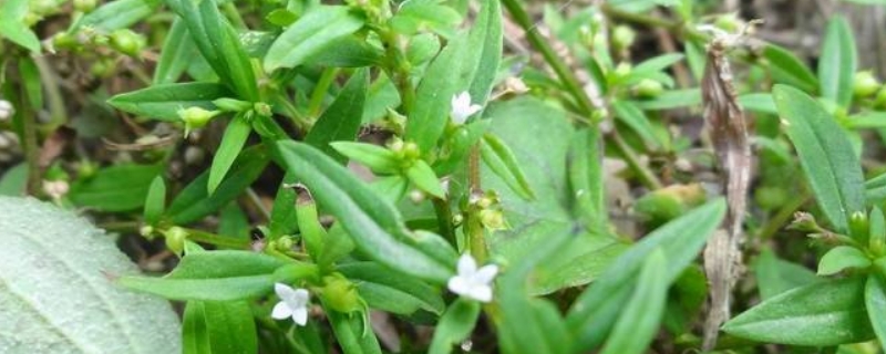 白花蛇舌草种植技术