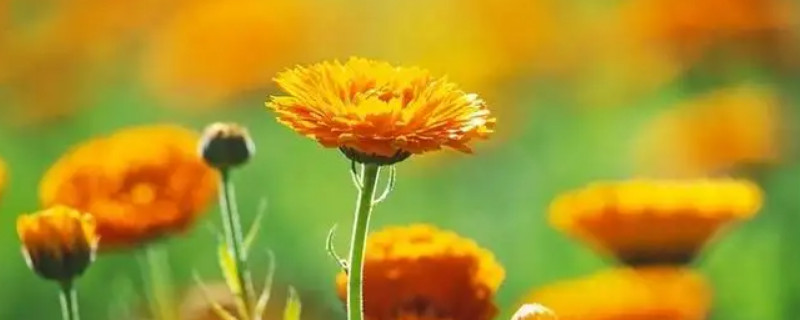 金盏花种植技术