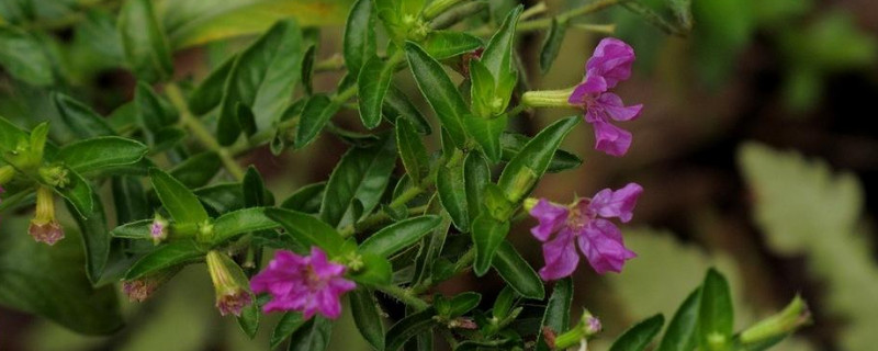 细叶雪茄花的养殖方法及注意事项