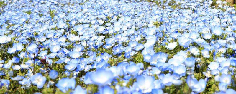 粉蝶花养殖方法和注意事项