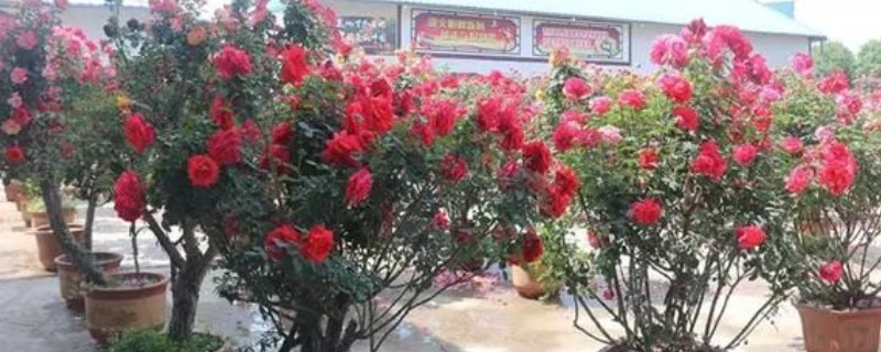 茶花树的种植技术与管理