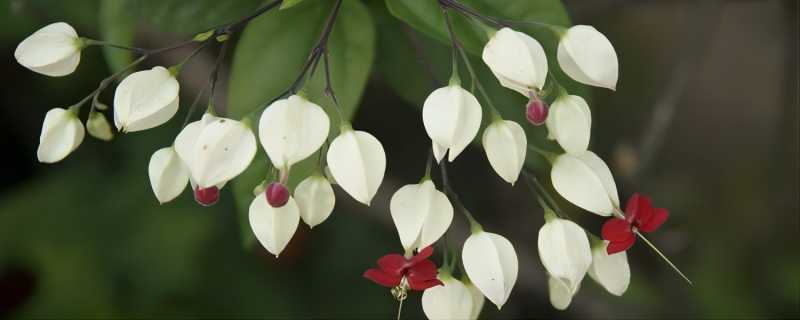 龙吐珠怎么养