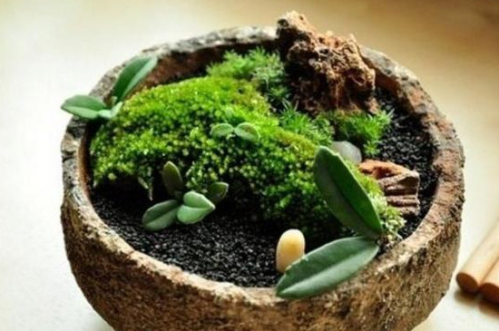 盆景青苔怎么培养