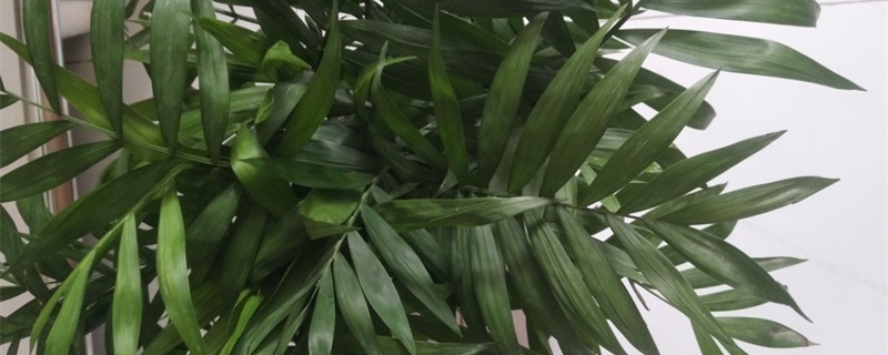 富贵椰子怎么修剪，什么时候修剪？富贵椰子用什么肥料好，怎么施肥