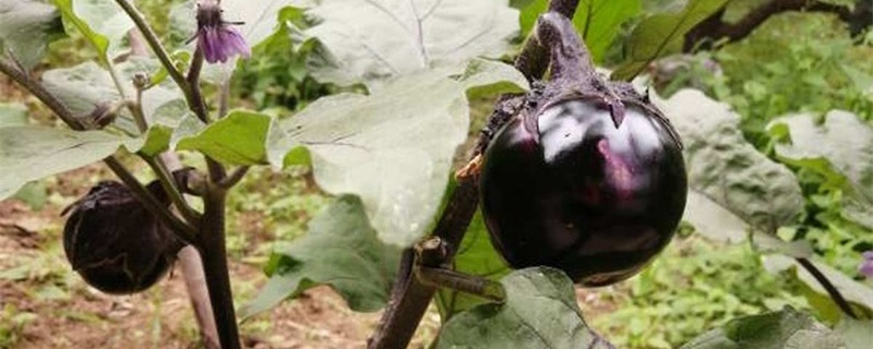 茄子用什么嫁接最好，怎么嫁接？茄子种植时间和方法
